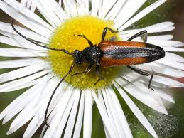 Attēlu rezultāti vaicājumam “Stenurella melanura”