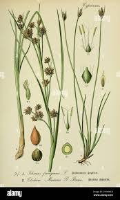 Attēlu rezultāti vaicājumam “Schoenus ferrugineus bud”