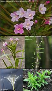 Attēlu rezultāti vaicājumam “Epilobium parviflorum”