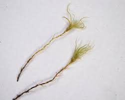 Attēlu rezultāti vaicājumam “Leptobryum pyriforme”