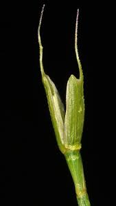 Attēlu rezultāti vaicājumam “Stemonitopsis aequalis (var. aequalis) stalked”