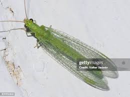 Attēlu rezultāti vaicājumam “Chrysopa”