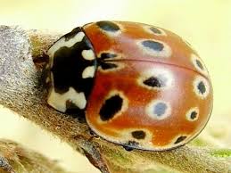 Attēlu rezultāti vaicājumam “Anatis ocellata”