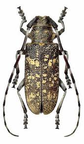 Attēlu rezultāti vaicājumam “Monochamus urussovi”