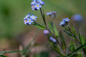 Attēlu rezultāti vaicājumam “Myosotis sylvatica leaf”
