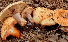 Attēlu rezultāti vaicājumam “Lactarius”