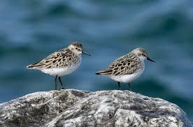 Image result for Calidris pusilla