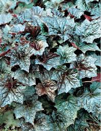 Image result for Heuchera `Palace Purple`
