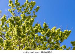 Attēlu rezultāti vaicājumam “Ulmus laevis flower”