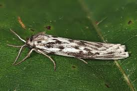 Attēlu rezultāti vaicājumam “Coscinia cribraria imago”