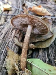 Attēlu rezultāti vaicājumam “Pluteus umbrosus”