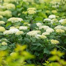 Attēlu rezultāti vaicājumam “Hydrangea arborescens”