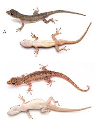 Attēlu rezultāti vaicājumam “Lycogala irregulare sessile”