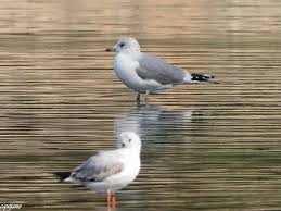 Attēlu rezultāti vaicājumam “Larus canus”