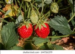 Attēlu rezultāti vaicājumam “Fragaria x ananassa”