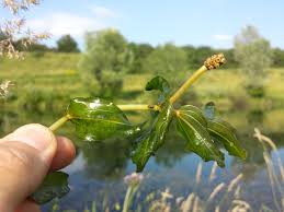 Attēlu rezultāti vaicājumam “Potamogeton perfoliatus flower”