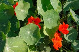 Attēlu rezultāti vaicājumam “Tropaeolum majus bud”