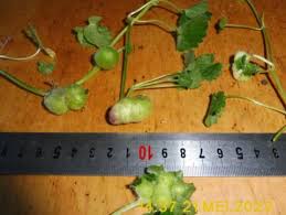 Attēlu rezultāti vaicājumam “Liposthenes glechomae”