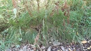 Attēlu rezultāti vaicājumam “Carex remota fruit”