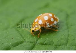 Attēlu rezultāti vaicājumam “Halyzia sedecimguttata”