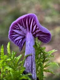 Attēlu rezultāti vaicājumam “Laccaria amethystina”