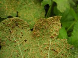 Attēlu rezultāti vaicājumam “Alcea rosea leaf”