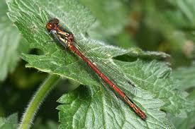 Attēlu rezultāti vaicājumam “Pyrrhosoma nymphula”