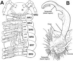 Attēlu rezultāti vaicājumam “Strongylosoma pallipes”