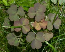 Attēlu rezultāti vaicājumam “Oxalis corniculata”