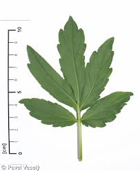 Attēlu rezultāti vaicājumam “Cardamine bulbifera leaf”