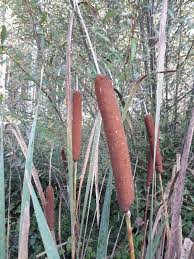 Attēlu rezultāti vaicājumam “Typha latifolia fruit”
