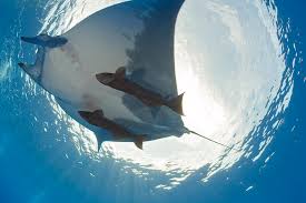 Image result for Mobula tarapacana