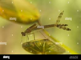 Attēlu rezultāti vaicājumam “Lestes sponsa”