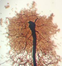 Attēlu rezultāti vaicājumam “Stemonitopsis amoena spores”