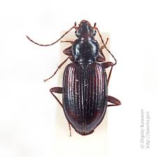 Attēlu rezultāti vaicājumam “Bembidion quadrimaculatum”