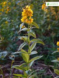 Attēlu rezultāti vaicājumam “Lysimachia vulgaris flower”