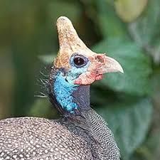 Attēlu rezultāti vaicājumam “Numida meleagris”