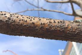 Attēlu rezultāti vaicājumam “Trichia botrytis var. cerifera stalked”