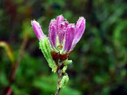 Attēlu rezultāti vaicājumam “Rhododendron canadense”