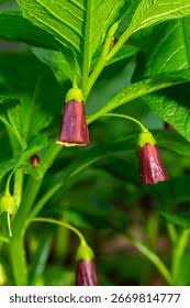 Attēlu rezultāti vaicājumam “Scopolia carniolica leaf”