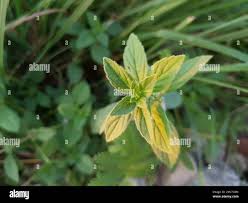 Attēlu rezultāti vaicājumam “Mentha x verticillata leaf”