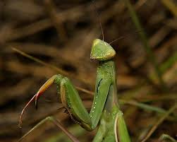 Attēlu rezultāti vaicājumam “Mantis religiosa”