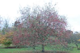 Attēlu rezultāti vaicājumam “Malus”