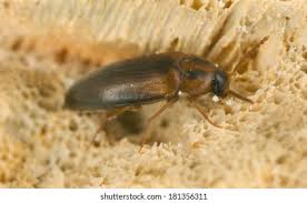 Attēlu rezultāti vaicājumam “Tetratomidae”