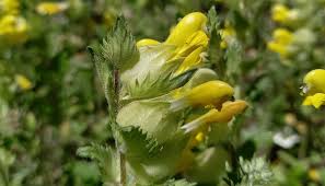 Attēlu rezultāti vaicājumam “Rhinanthus serotinus flower”