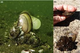 Attēlu rezultāti vaicājumam “Dreissena polymorpha”