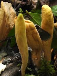 Attēlu rezultāti vaicājumam “Clavariadelphus ligula”