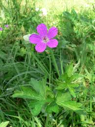 Attēlu rezultāti vaicājumam “Geranium palustre leaf”