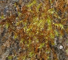 Attēlu rezultāti vaicājumam “Campylium chrysophyllum”