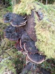 Attēlu rezultāti vaicājumam “Ischnoderma benzoinum”